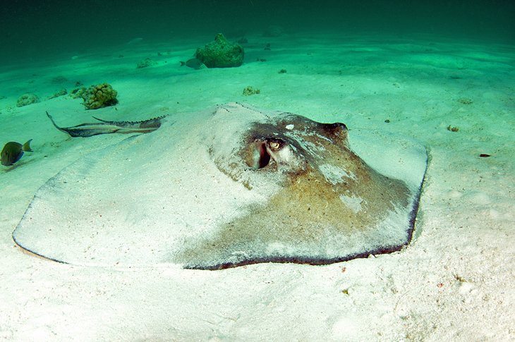 Swim with stingrays at Gibbs Cay