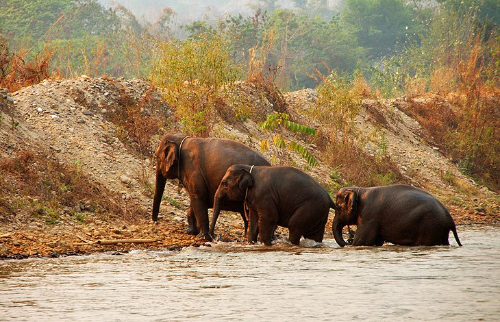 Elephant Nature Park