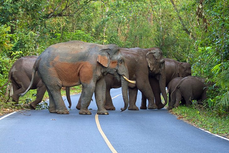 Khao Yai National Park