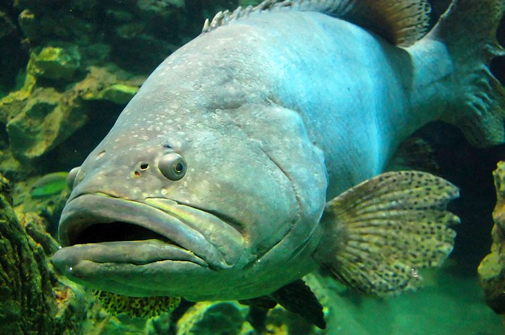 Phuket Aquarium