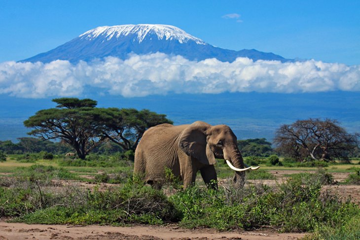  The slopes of the rain-forest are home to buffaloes, leopards, monkeys, elephants and eland