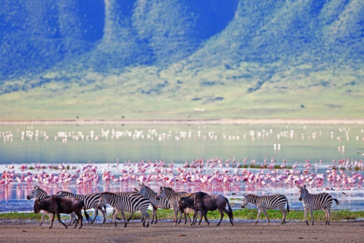 Ngorongoro volcano was one of the world's tallest mountains before it exploded and collapsed
