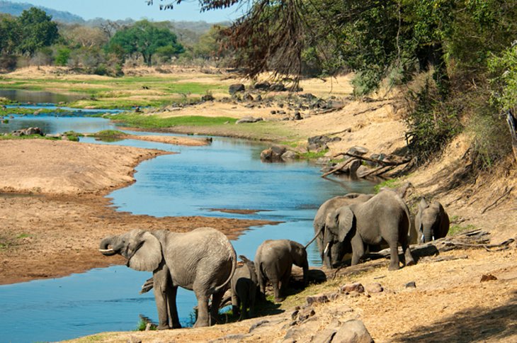 Ruaha has large herds of buffalo, elephant and gazelle