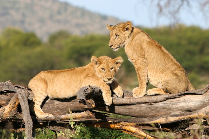 Large herds of lion in Serengeti National Park