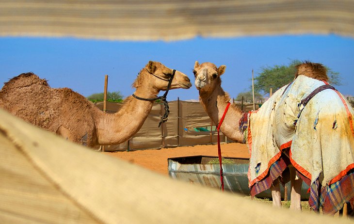 Camel market