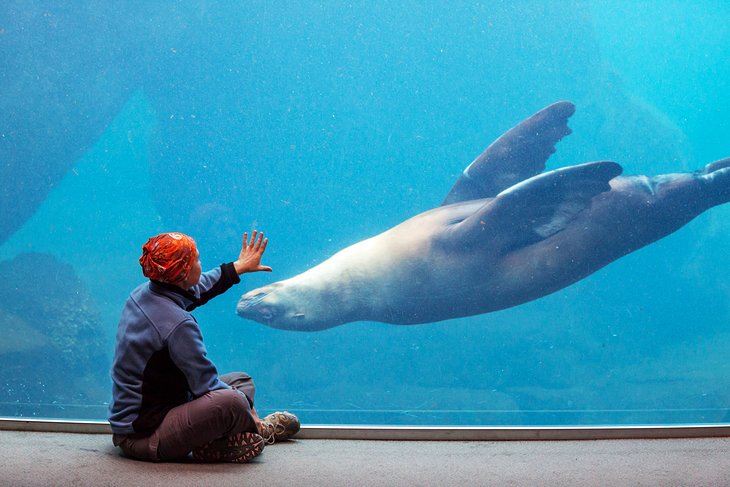 girl watching sea lion