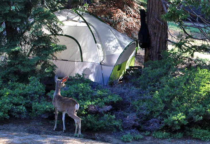 Deer at a campsite in Kings Canyon National Park