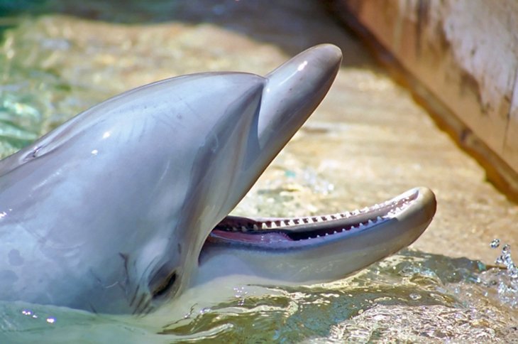 fun things to do in san diego ca for adults