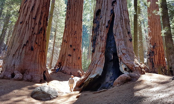 Walking through Sequoia National Park