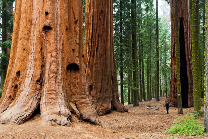Sequoia and Kings Canyon National Park
