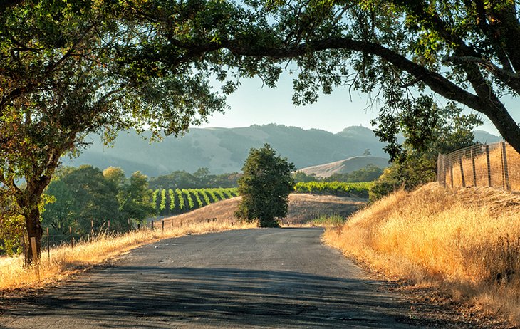 The Rolling Hills of Sonoma County