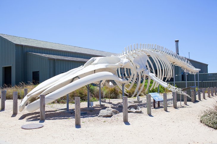 Seymour Marine Discovery Center