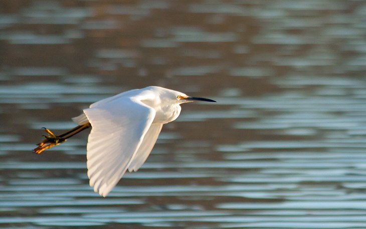 Richardson Bay Audubon Center & Sanctuary