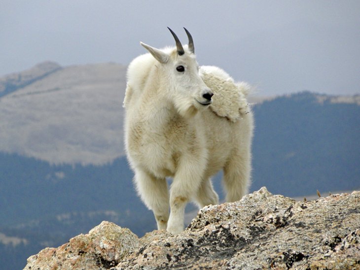 Mount Evans