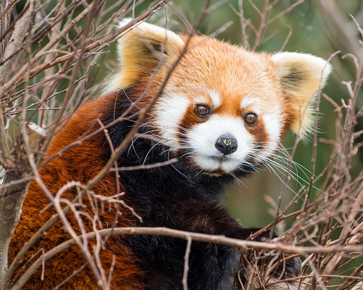 Red Panda at the National Zoological Park