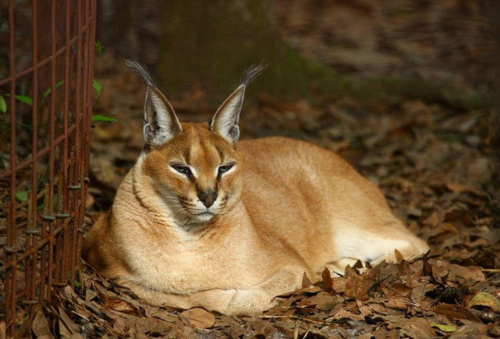 Big Cat Rescue Tampa