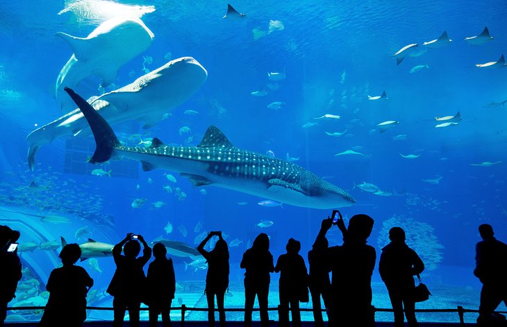 14 Top-Rated Tourist Attractions in Atlanta | PlanetWare