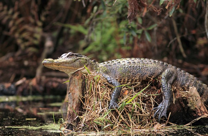 باتلاق Okefenokee