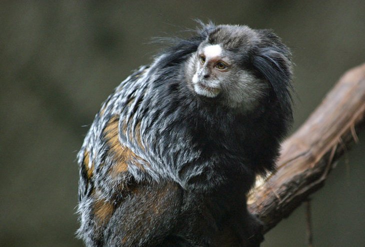 Blank Park Zoo