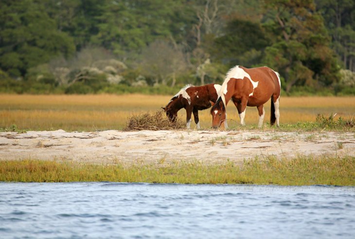 Assateague State Park