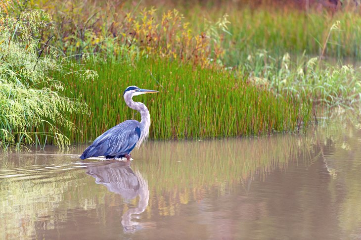 Blackwater National Wildlife Refuge