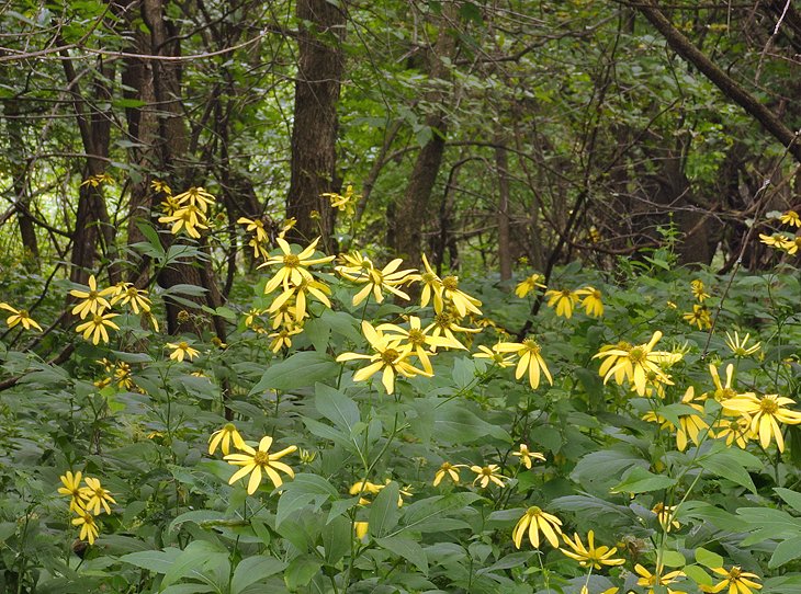 Flowers along a trail in Fort Snelling State Park