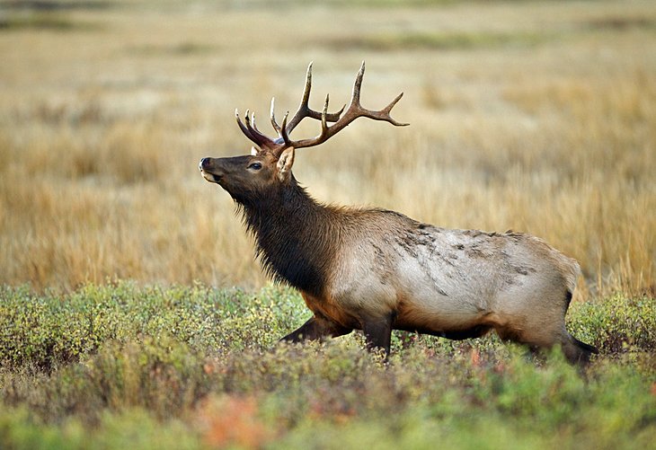 An elk in the Montana wilderness