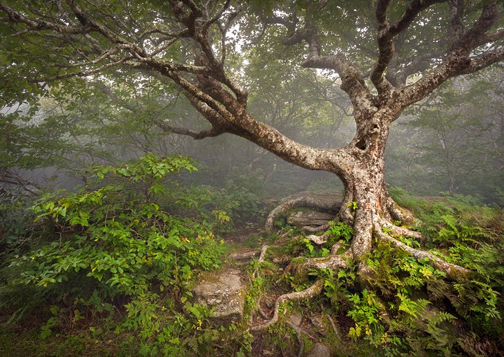 Craggy Gardens