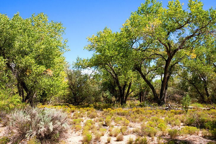 Rio Grande Nature Center State Park