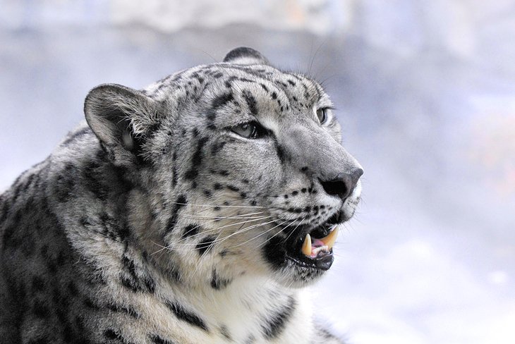 Snow leopard at Central Park Zoo