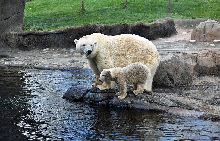 Polar bears at the Columbus Zoo