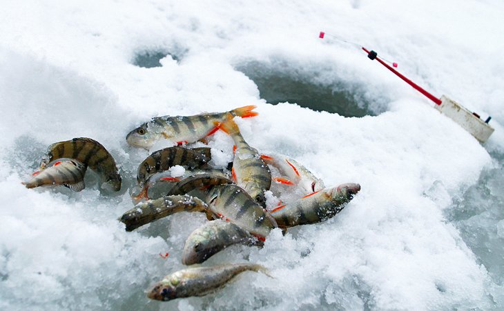 Perch on the ice