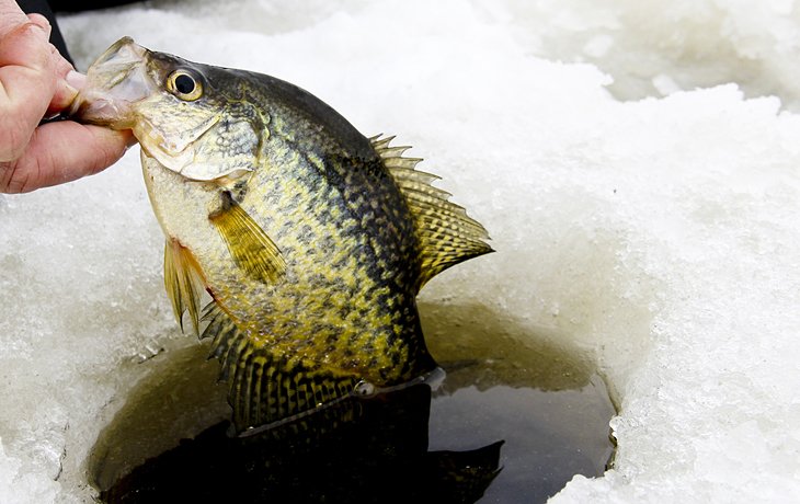 Crappie at a fishing hole
