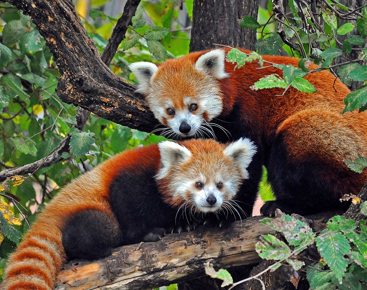 Red pandas at Oklahoma City Zoo