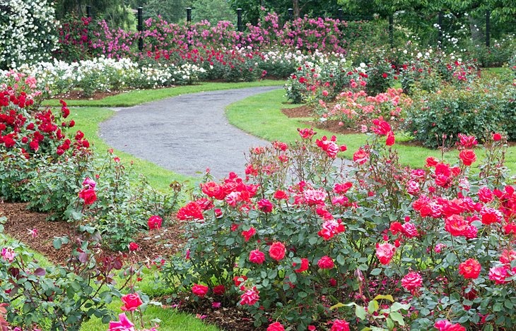 A pathway through Owen Rose Garden