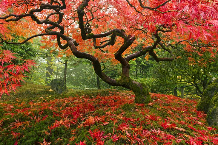 Portland Japanese Garden