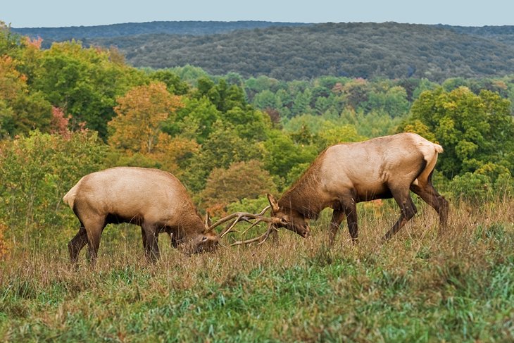 Sparring elk in Elk State Forest