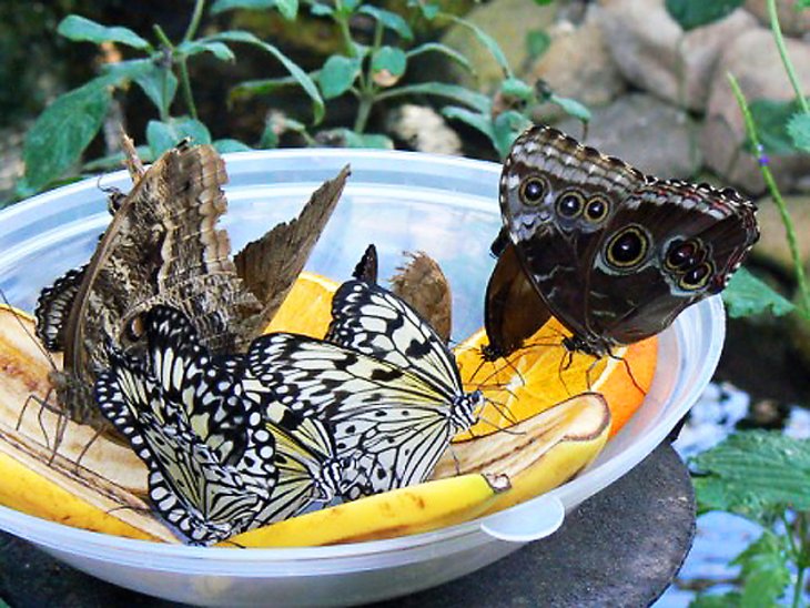 Sertoma Butterfly House and Marine Cove