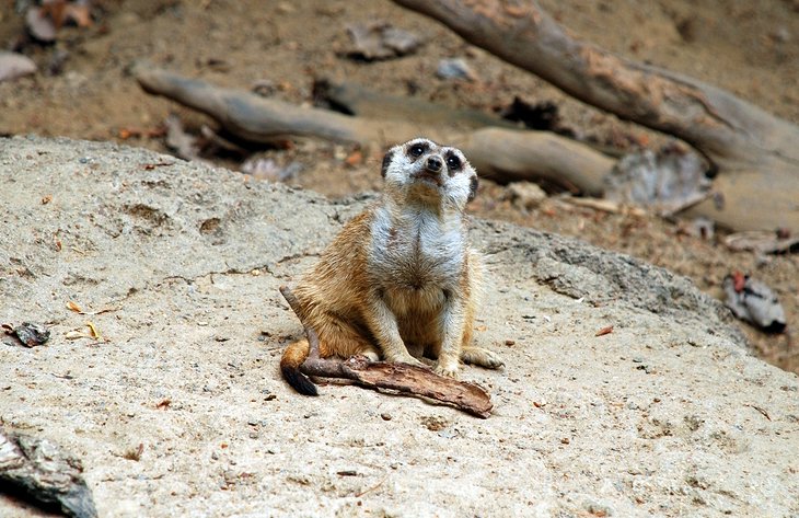 Memphis Zoo