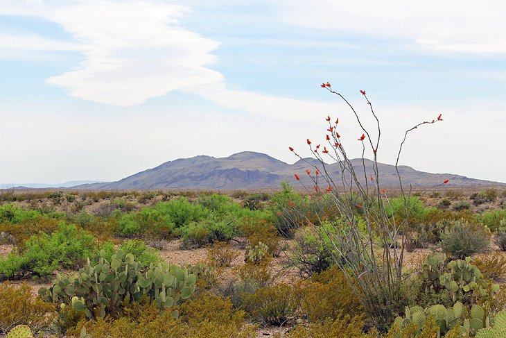 Chihuahuan Desert Nature Trail