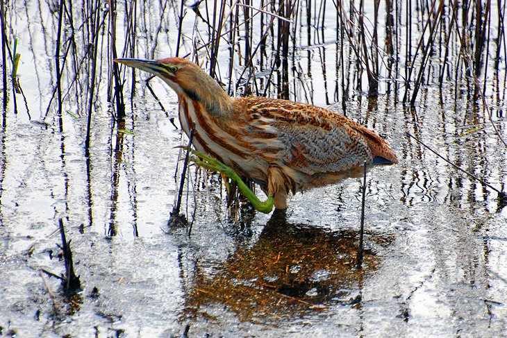 Billy Frank Jr. Nisqually National Wildlife Refuge