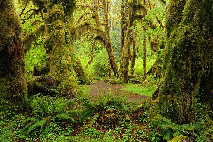 Exploring Olympic National Park and the Hoh Rain Forest: A Visitor's 