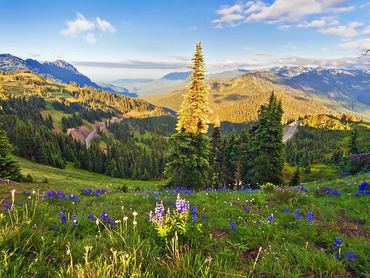 Hurricane Ridge, Olympic National Park