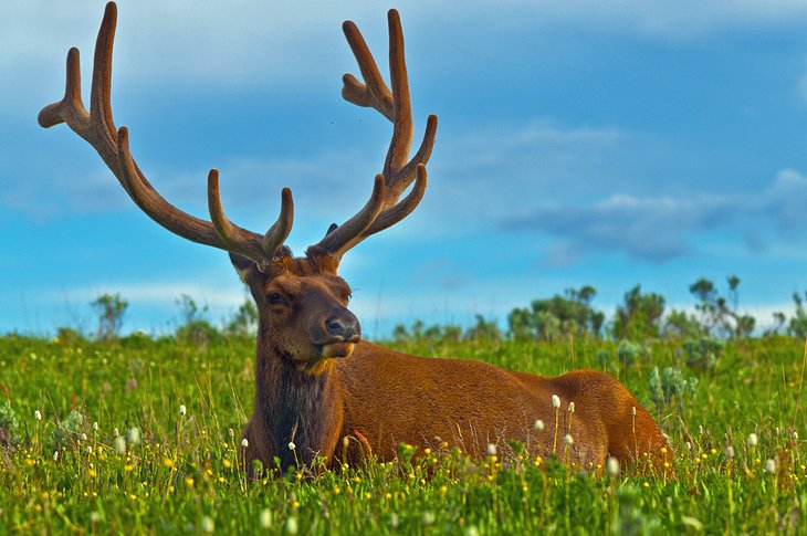Male elk