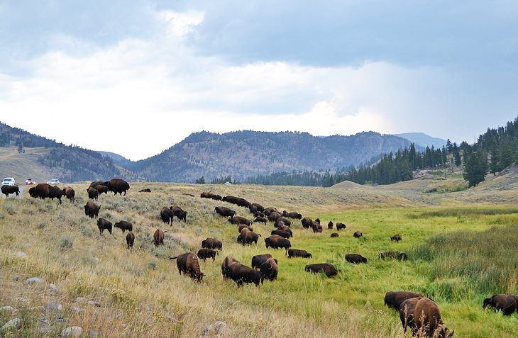 Bison near the Slough Creek Campground