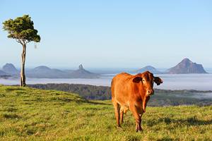 10 Top-Rated Things to Do in Maleny