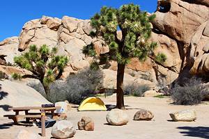 6 Best Campgrounds in Joshua Tree National Park & Camping Details