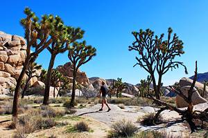 15 Top-Rated Things to Do in Joshua Tree National Park