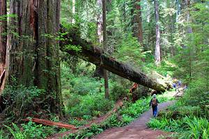 Best Hikes in Redwood National and State Parks