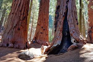 Sequoia National Park's Best Campgrounds